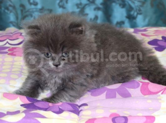Efsane Bri̇ti̇sh Longhai̇r görsel