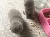 Secereli̇ Yavru Kedi̇ler