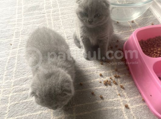Secereli̇ Yavru Kedi̇ler görsel