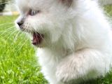 Longhair Blue Point Secereli Erkek