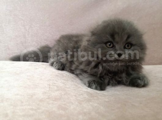 Efsane Scotti̇sh Fold Longhai̇r görsel