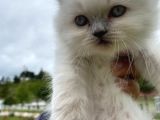 Longhair Blue Point Secereli Erkek