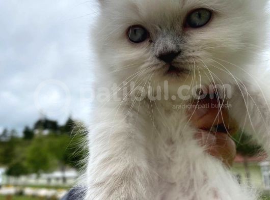 Longhair Blue Point Secereli Erkek
