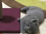 2 Aylık British Shorthair Yavrumuz