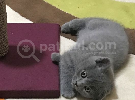 2 Aylık British Shorthair Yavrumuz