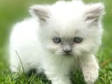 Longhair Blue Point Secereli Erkek