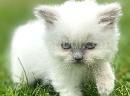 Longhair Blue Point Secereli Erkek görsel
