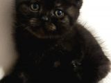 2 Aylık British Shorthair