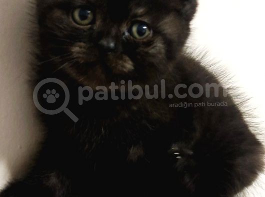 2 Aylık British Shorthair görsel