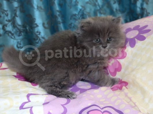 Efsane Bri̇ti̇sh Longhai̇r görsel