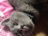 2 Aylık British Shorthair Yavrumuz