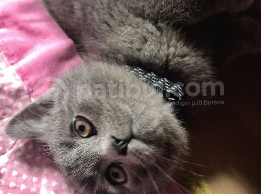 2 Aylık British Shorthair Yavrumuz görsel
