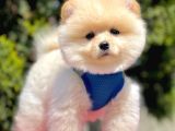 Safkan Teddy Bear Pomeranian Yavrularımız