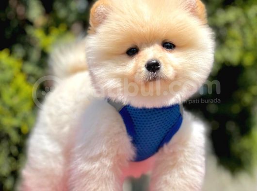 Safkan Teddy Bear Pomeranian Yavrularımız görsel