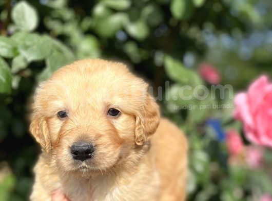 Golden Retri̇ever görsel