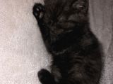 2 Aylık British Shorthair