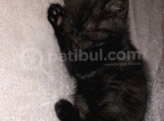 2 Aylık British Shorthair