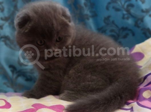 Efsane Scotti̇sh Fold görsel