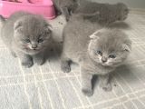 Secereli̇ Yavru Kedi̇ler