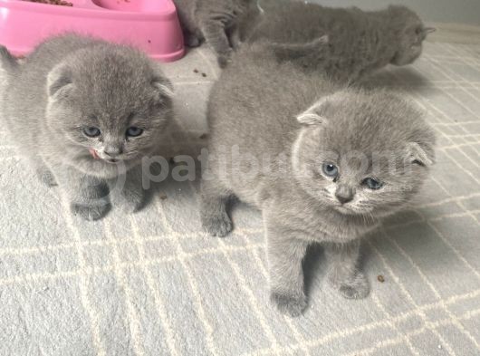 Secereli̇ Yavru Kedi̇ler