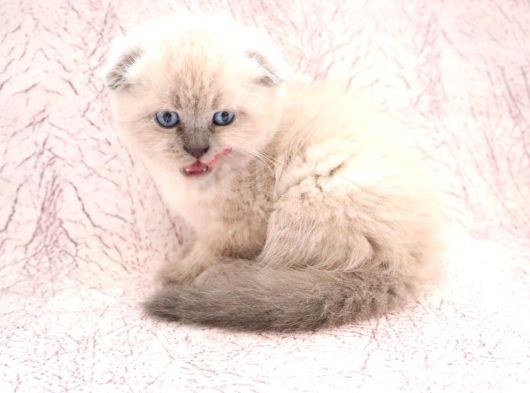 Efsane Scotti̇sh Fold Blue Poi̇nt görsel