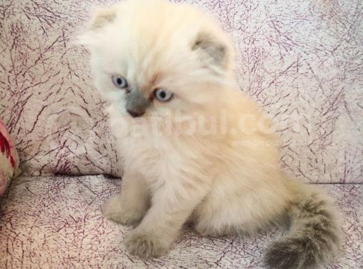 Efsane Scotti̇sh Fold Blue Poi̇nt görsel