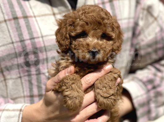 Her Renk Ve Cinsiyet Toy Poodle Bebekler görsel