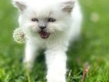 Longhair Blue Point Secereli Erkek