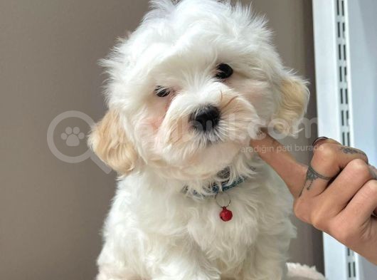 Sevi̇mli̇ Maltese Terri̇er