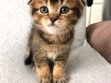 Scottish Fold 45 Günlük