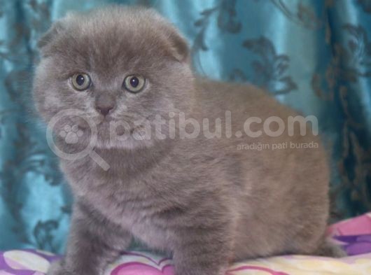 Efsane Scotti̇sh Fold