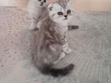 Top Kafa Anne Altından Scotish Fold Yavru