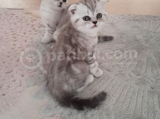 Top Kafa Anne Altından Scotish Fold Yavru görsel