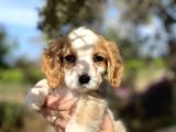 Cavalier King Charles