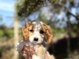Cavalier King Charles