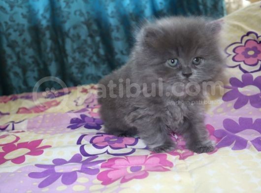 Efsane Bri̇ti̇sh Longhai̇r görsel