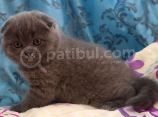Efsane Scotti̇sh Fold görsel