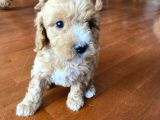 2 Aylık Toy Poodle Yavruları (Anne Altından)