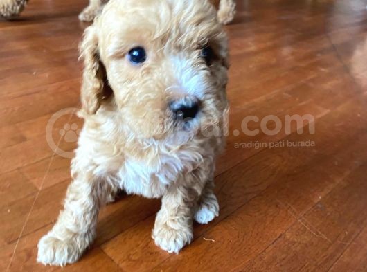 2 Aylık Toy Poodle Yavruları (Anne Altından) görsel