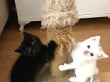 2 Aylık British Shorthair