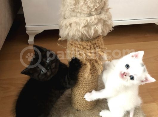 2 Aylık British Shorthair görsel