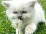 Longhair Blue Point Secereli Erkek