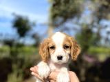 Cavalier King Charles