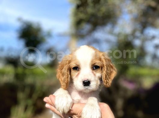 Cavalier King Charles