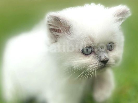 Longhair Blue Point Secereli Erkek görsel