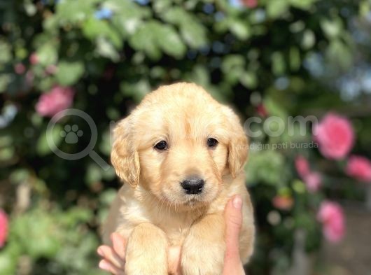 Golden Retri̇ever görsel