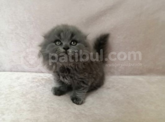 Efsane Scotti̇sh Fold Longhai̇r görsel