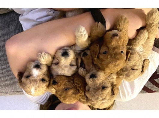 2 Aylık Toy Poodle Yavruları (Anne Altından) görsel