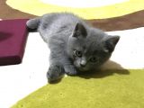 2 Aylık British Shorthair Yavrumuz