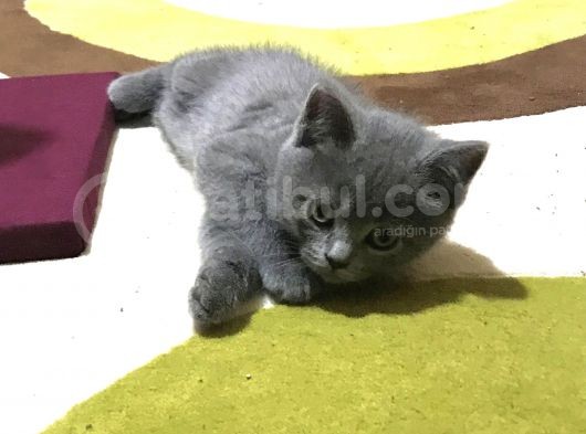 2 Aylık British Shorthair Yavrumuz görsel